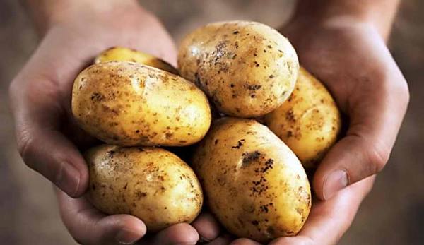 Можно ли есть картофель при высоком холестерине