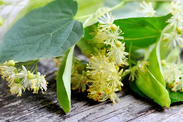 Как применять цветки липы в лечении повышенного холестерина